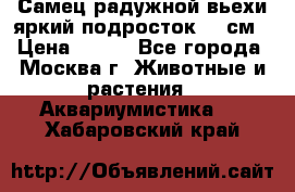 Самец радужной вьехи яркий подросток 15 см › Цена ­ 350 - Все города, Москва г. Животные и растения » Аквариумистика   . Хабаровский край